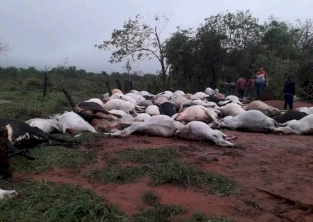 Raio mata 80 bois e dois cavalos em fazenda na fronteira com MS .