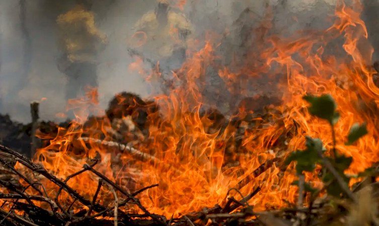 Incêndio no Pantanal tem cenário de animais em fuga e muita ventania