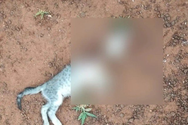Polícia prende suspeito de arrancar cabeça de gato da esposa e ameaçá-la: \'também vou decepar você\'
