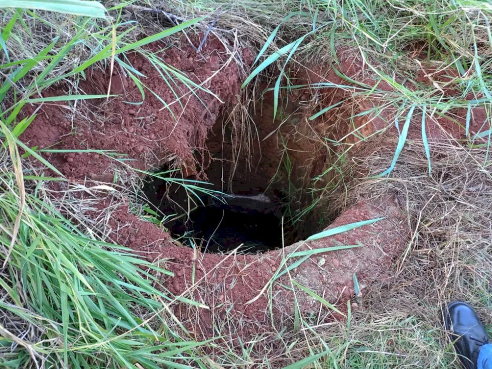 Batayporã - Cavalo morre após cair em fossa