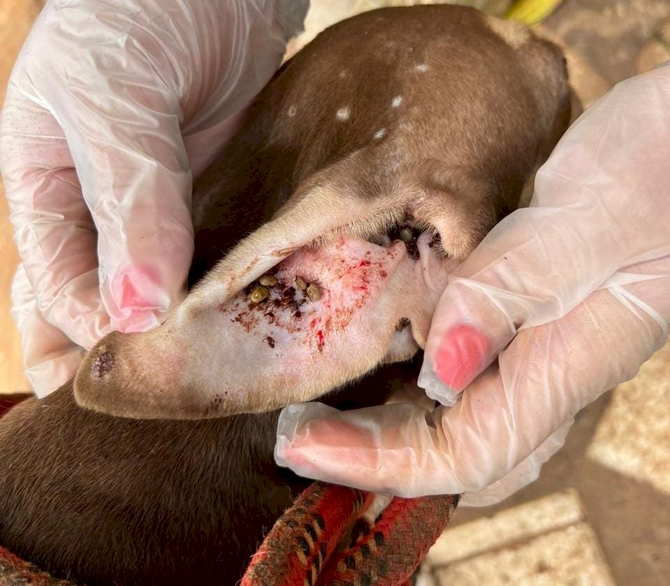 Polícia Civil prende homem por maus-tratos de animais
