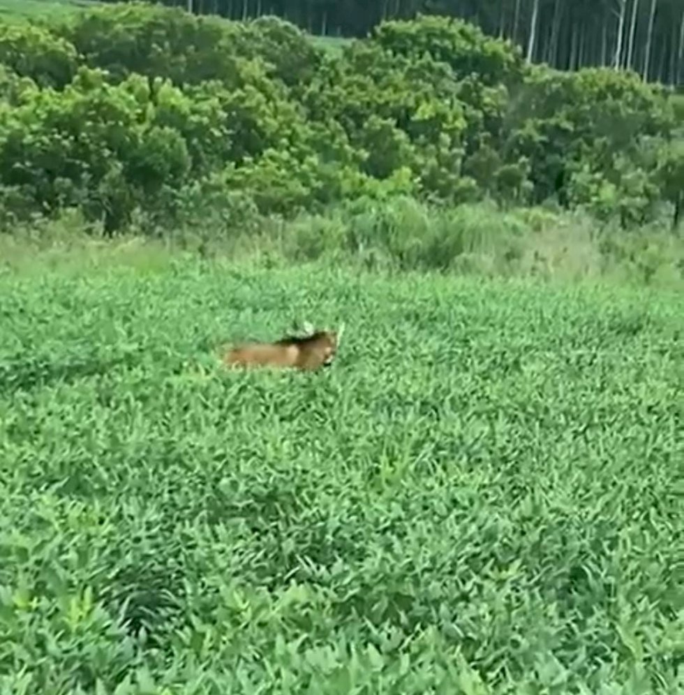 Ivinhema - Lobo-guará é filmado dormindo no meio da plantação de soja