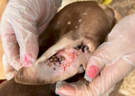Polícia Civil prende homem por maus-tratos de animais