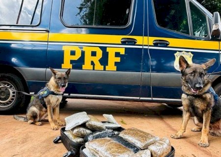 PRF apreende 15 Kg de skunk com auxílio de cães farejadores em Terenos