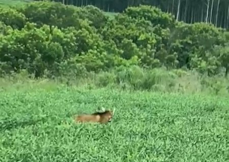 Ivinhema - Lobo-guará é filmado dormindo no meio da plantação de soja