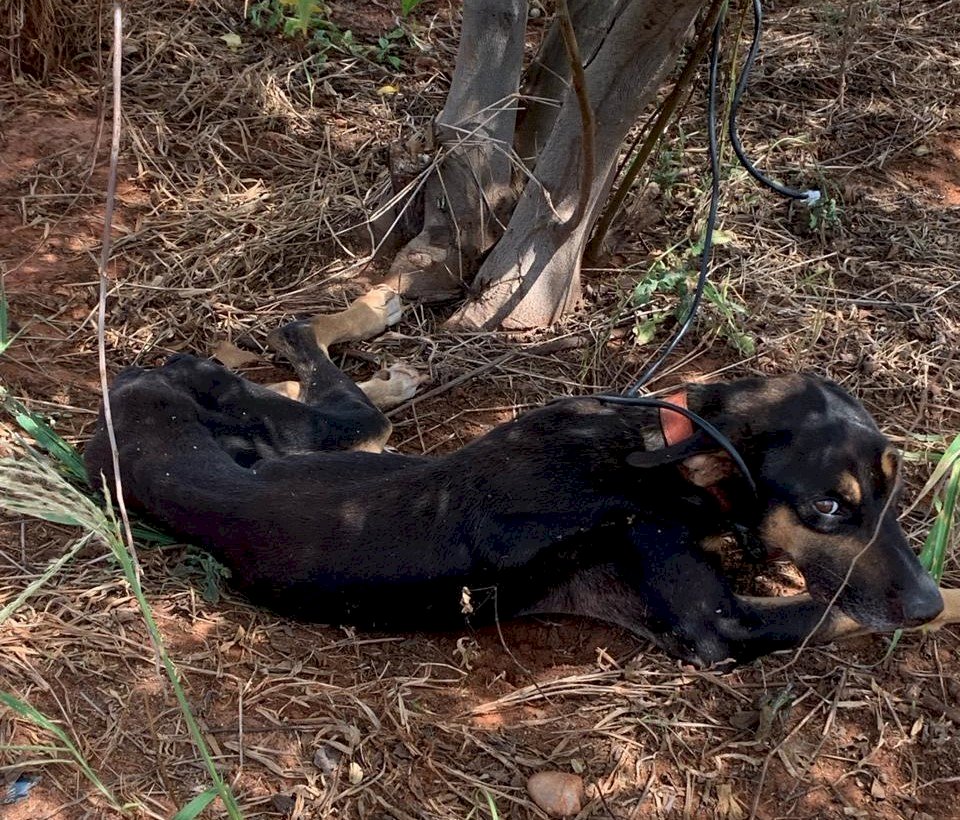 IVINHEMA: Cachorro é resgatado em grave situação de maus-tratos e ONG pede ajuda à população