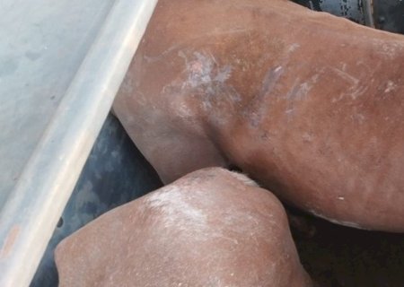 Homem é preso com 27 cavalos que seriam usados para fabricar mortadela no Paraguai