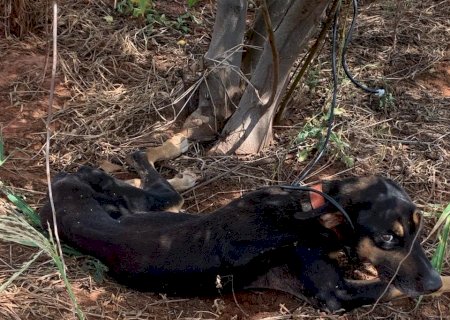 IVINHEMA: Cachorro é resgatado em grave situação de maus-tratos e ONG pede ajuda à população