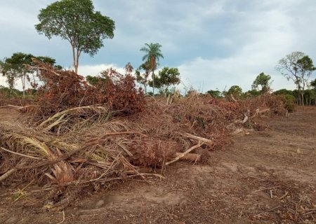 PMA autua proprietário rural por exploração irregular de 86 hectares de vegetação nativa