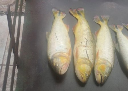 PMA DE CORUMBÁ PRENDE PESCADOR POR CAPTURA DE DOURADO, ESPÉCIE PROTEGIDA POR LEI.