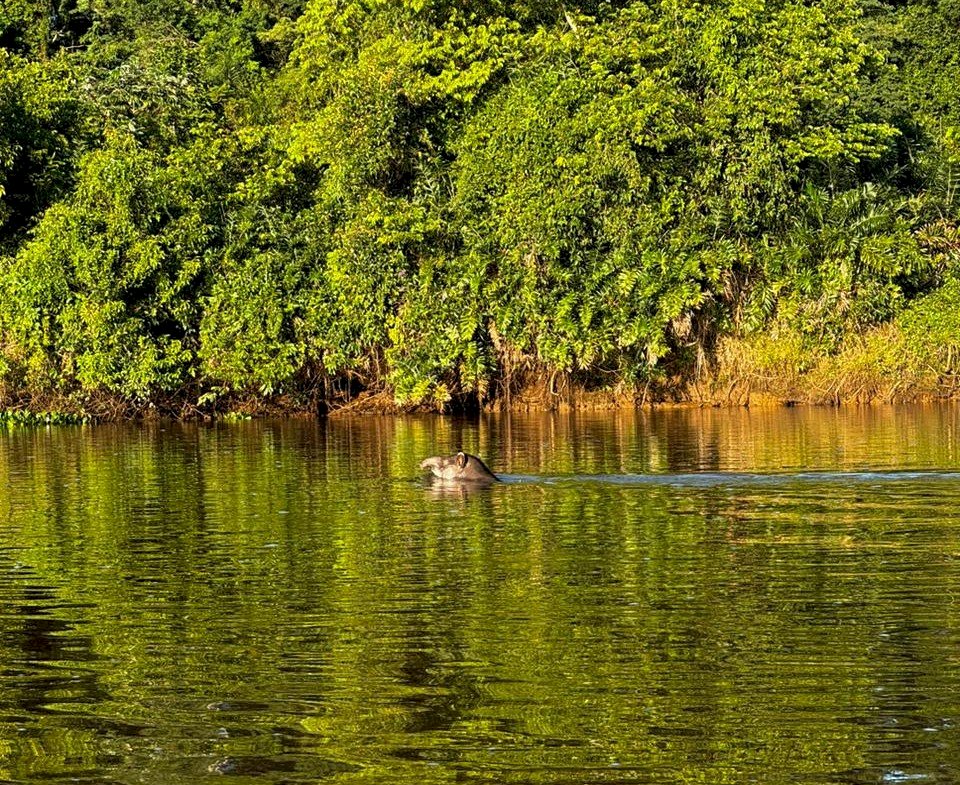 Anta é flagrada nadando tranquila nas águas do rio Ivinhema