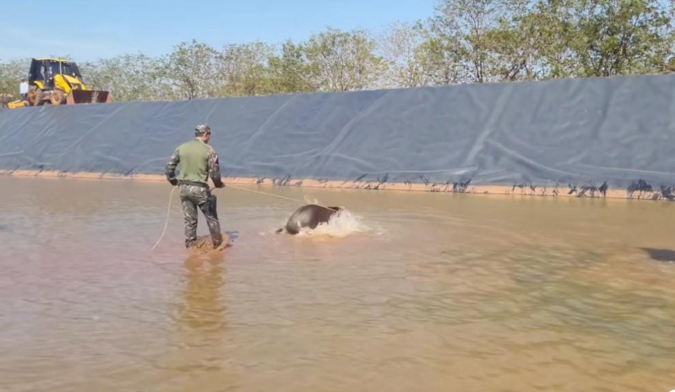 Ivinhema -Casal de antas é resgatado em lagoa de tratamento