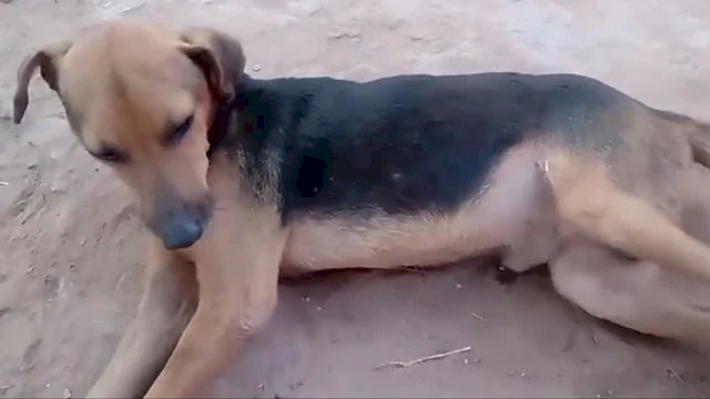 Jovem de 16 anos mata cachorro a chutes