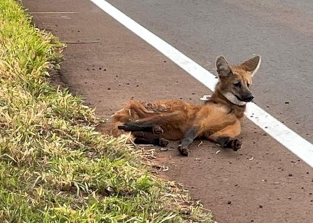 PMA resgata lobo-guara atropelado em rodovia