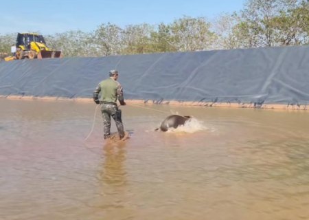 Ivinhema -Casal de antas é resgatado em lagoa de tratamento
