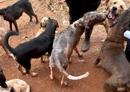 Polícia Civil prende duas mulheres por maus-tratos de a animais e poluição ambiental na Chácara dos Poderes, em Campo Grande