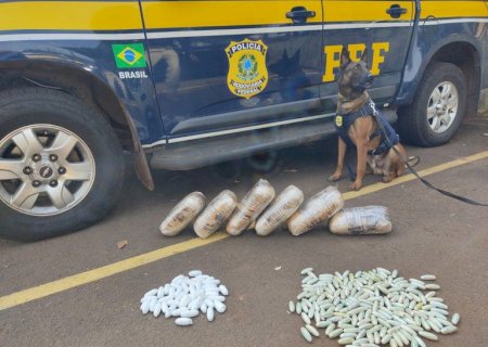 Com auxílio de cães farejadores, PRF apreende cocaína e skunk em ônibus na BR-262