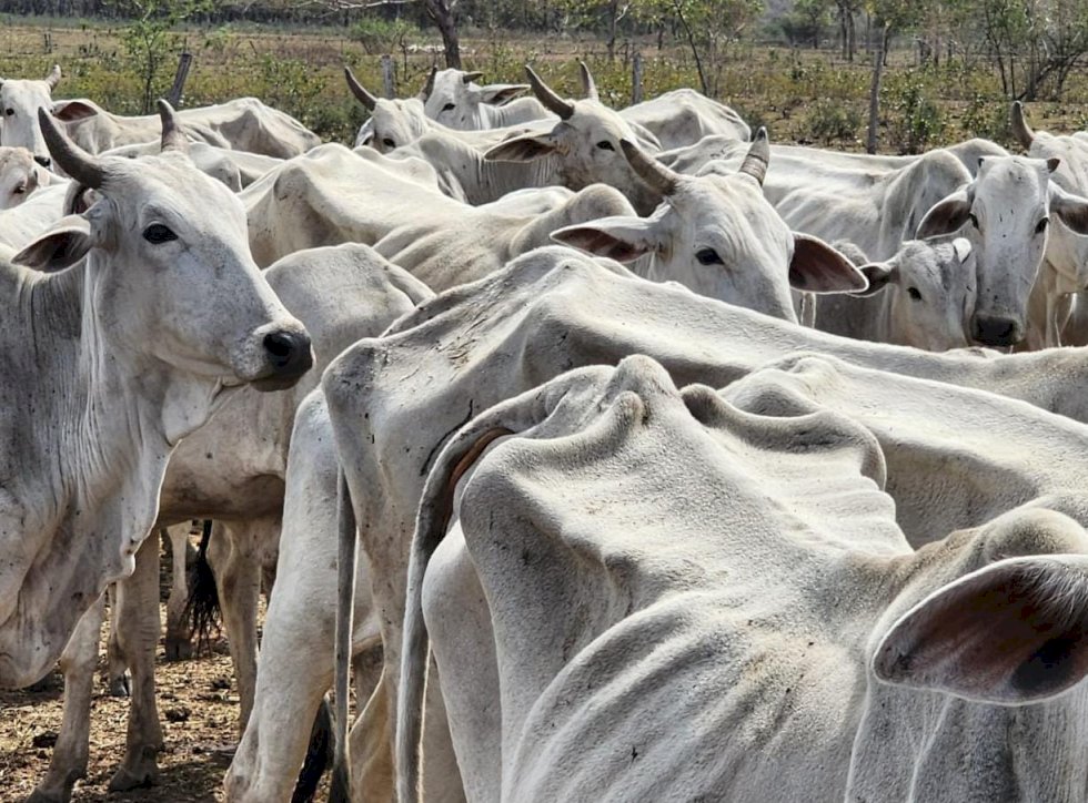 PMA autua proprietária rural por maus-tratos