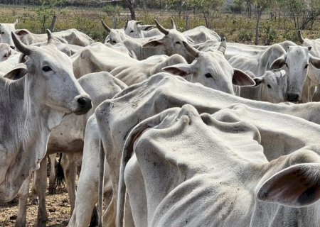PMA autua proprietária rural por maus-tratos