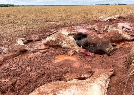 Em dia de 1,7ºC registrado no campo, gado não resiste e amanhece morto
