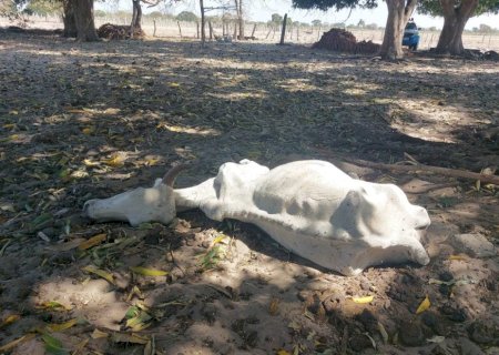 PMA investiga responsavél por gado abandonado em fazenda às margens de rio