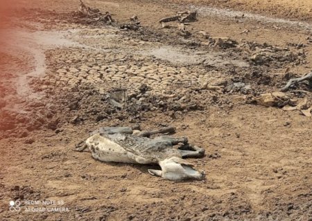 PMA identifica e autua proprietário rural que abandonou bovinos em fazenda no Pantanal