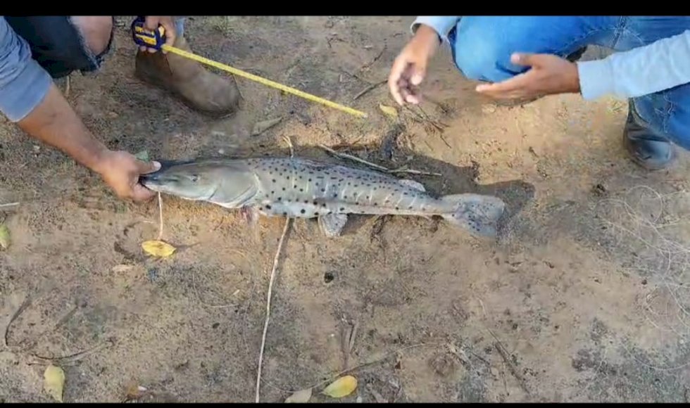 PMA autua pescadores por uso de petrechos ilegais e captura de peixes abaixo do tamanho permitido