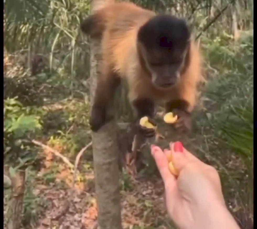 PMA autua mulher em quase 5 mil reais, por alimentar animal silvestre