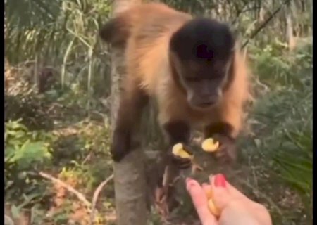 PMA autua mulher em quase 5 mil reais, por alimentar animal silvestre