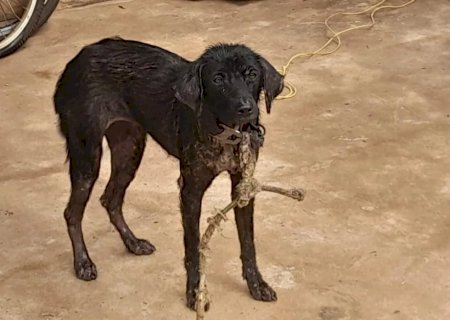 Após denúncias de maus-tratos a animais, polícia prende homem