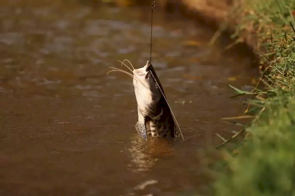 Deputado propõe \'cota zero\' a 29 espécies de peixe em MS