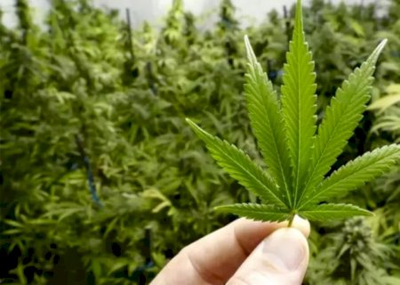Mulher é presa em Fátima do Sul ao ser flagrada cultivando plantação de maconha em casa