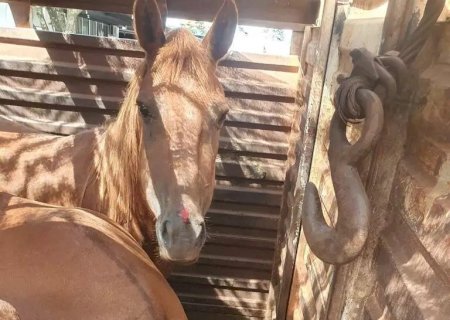 Operação resgata 73 cavalos vítimas de maus-tratos