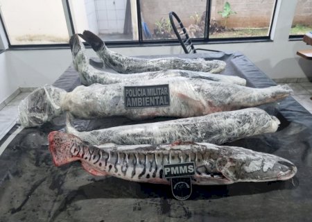 Há poucas horas do fechamento da pesca, Polícia Militar Ambiental prende pescador com pescado sem comprovação de origem e fora da medida