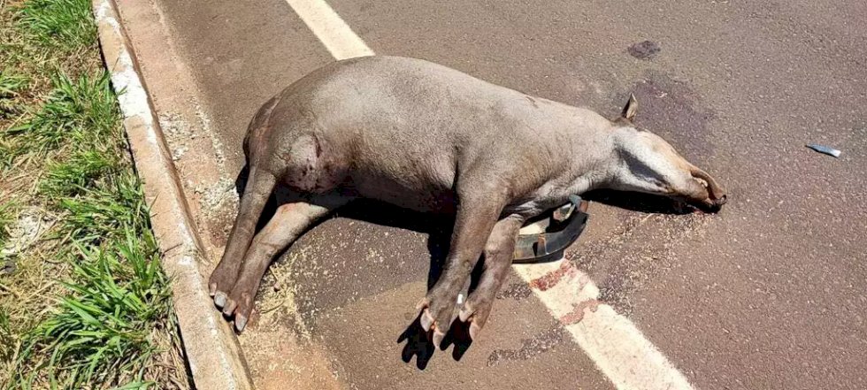 Dois acidentes com antas acabam com morte de animal e via obstruída