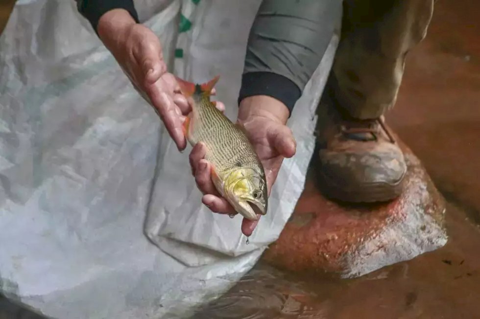 Defensoria aponta falhas no projeto de lei que proíbe a pesca em MS