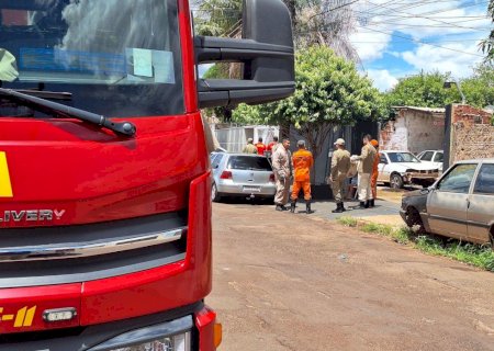 Papagaio morre e idoso tem choque anafilático após ataque de abelhas