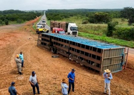 Carreta boiadeira de Nova Andradina tomba na MS-395, entre Brasilândia e Bataguassu