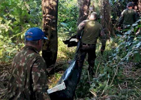 PMA localiza corpo de caseiro morto em ataque inusitado e fatal por onça