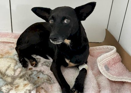 Polícia Civil prende em flagrante indivíduo por maus-tratos contra cão