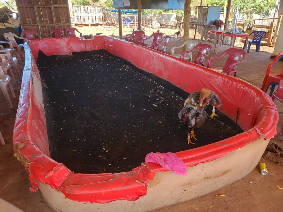 PMA flagra rinha de galos e apreende 44 animais em situação de maus tratos