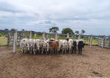 Capataz de fazenda culpa onça por sumiço de gado