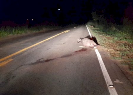 Anta é atropelada e morta próximo à Serra Sucuriú