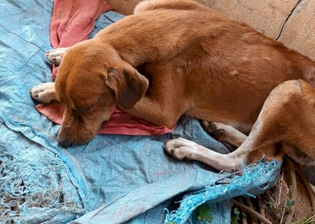 Homem é preso por maus tratos contra animal doméstico