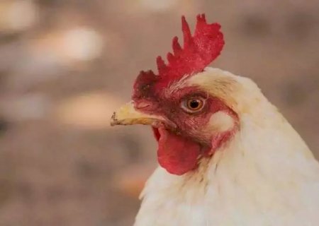 Iagro investiga suspeita de gripe aviária em galinha doméstica em cidade do MS
