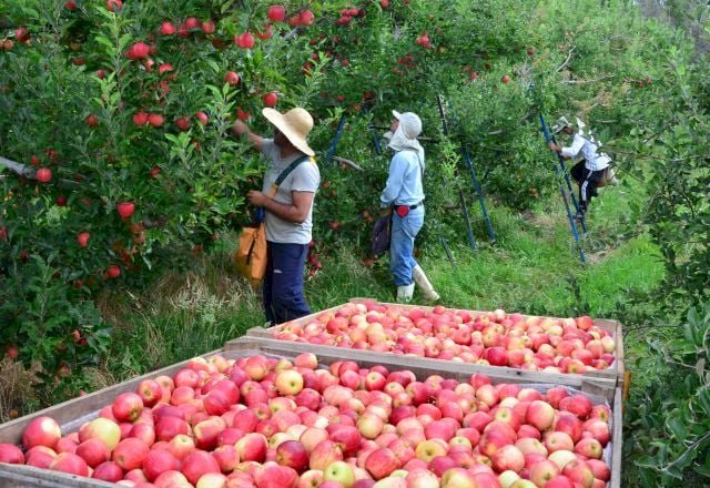 Agronegócio emprega 26,2% dos trabalhadores do país