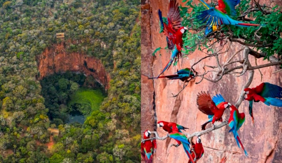 \'Mundo perdido\': Buraco milenar abriga 120 araras-vermelhas e mais de 150 espécies de aves e répteis