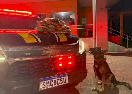 PRF apreende 4 Kg de skunk em ônibus com auxílio de cães farejadores