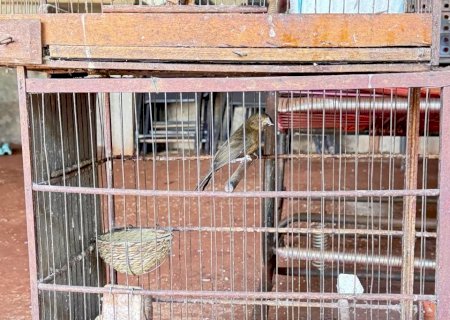 PMA e DECAT apreendem 22 aves silvestres mantidas ilegalmente, incluindo espécie ameaça em extinção
