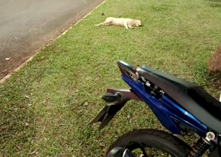 Ivinhema - Motociclista atropela cachorro e sofre queda de moto